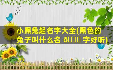 小黑兔起名字大全(黑色的兔子叫什么名 🐟 字好听)